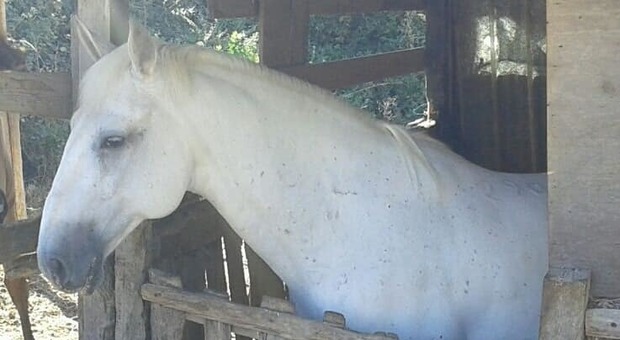 Una taglia sulla “banda dei cavalli”, 80 puledri rubati in 6 mesi nei maneggi del Lazio: forse destinati al macello