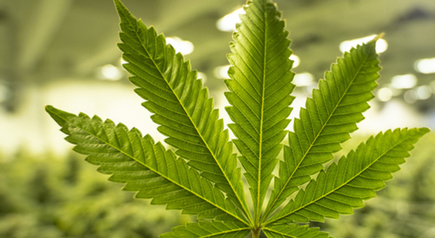 Referendum, parte la campagna per legalizzare la cannabis