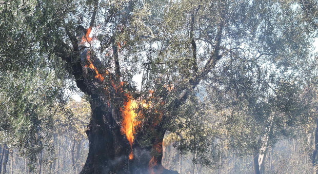 Rieti, sterpaglie e sottobosco in fiamme a Trimezzo di Cittareale In mattinata incendio a P. Bustone