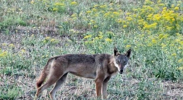 La paura dilaga nella Valle d'Itria: branco di lupi attacca un allevamento