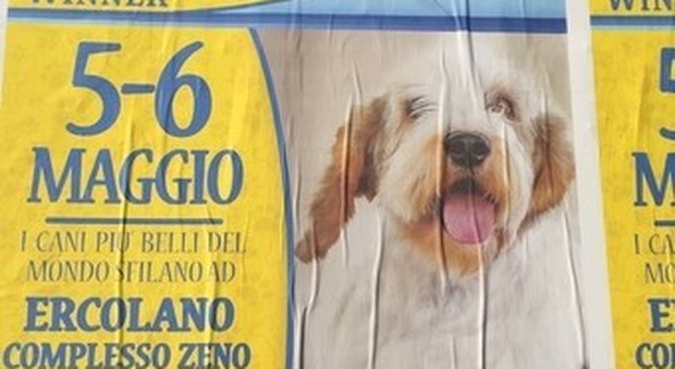 I cani più belli del mondo nell'expo al complesso Zeno