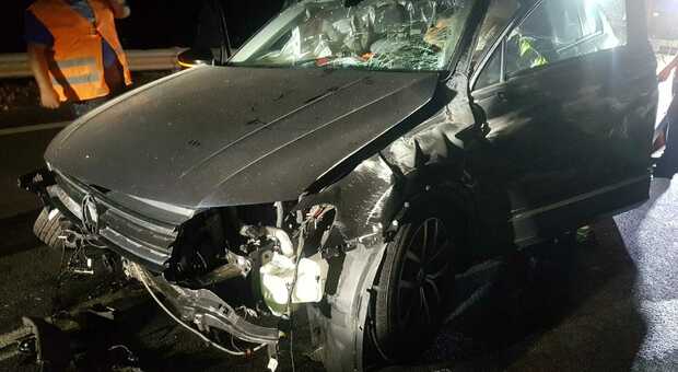 Incidente sulla Cilentana, cinghiale sbuca davanti all'auto: impatto e tragedia sfiorata