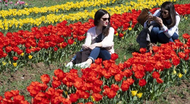 TuliPark, ecco la distesa di 664.000 tulipani. Sembra l'Olanda, ma siamo a Roma