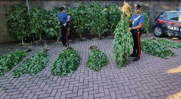 Saonara. Coltiva piante di marijuana nel giardino di casa