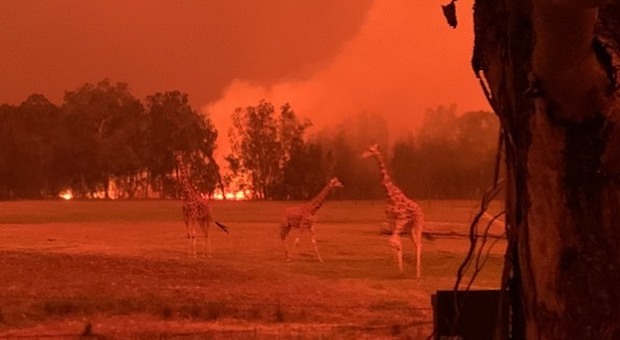 Lo zoo di Mogo è devastato dagli incendi ma lo staff mette eroicamente in salvo tutti gli animali