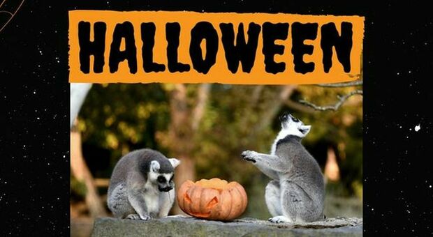 Halloween speciale allo Zoo di Napoli: un programma pauroso per grandi e bambini