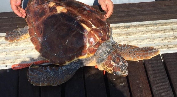 Ischia, salvata una tartaruga intrappolata in una retina di plastica