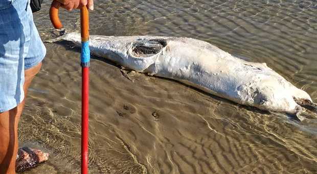 Ancona, la carcassa di un delfino trovata spiaggiata a Palombina