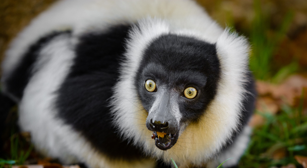 Ruba un lemure da uno zoo, 19enne nei guai: «Volevo averlo come animale domestico»