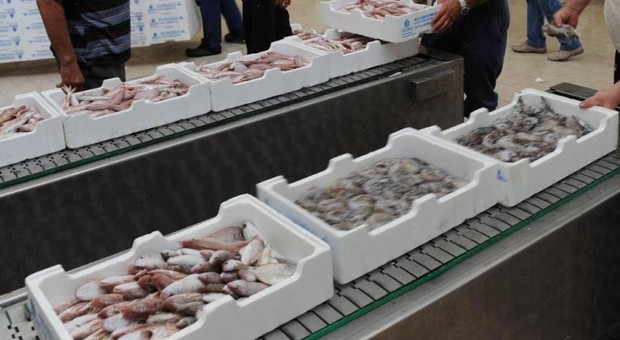 Commerciante di Gaeta versa 40.000 euro di anticipo per il pesce, ma è una truffa