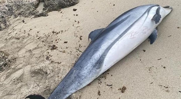 A Taranto, nella marina di Leporano, trovato un delfino morto: spiaggiato a Porto Pirrone
