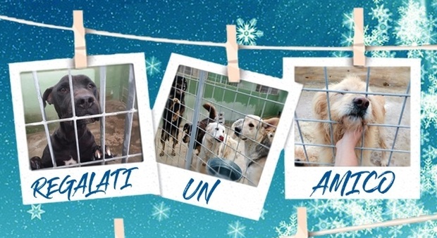 Torre del Greco: al via la campagna di adozione natalizia dei cani randagi