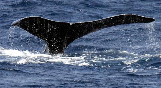 Australia, la balena fa un balzo, la barca da pesca vola in aria per diversi metri