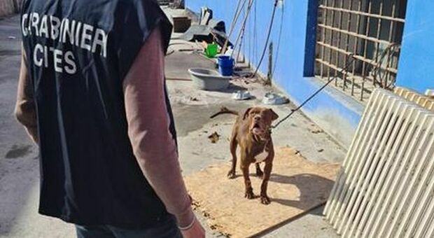 Aizza il suo pitbull contro i carabinieri, il cane morde un militare all'addome e lo manda in ospedale: proprietario arrestato