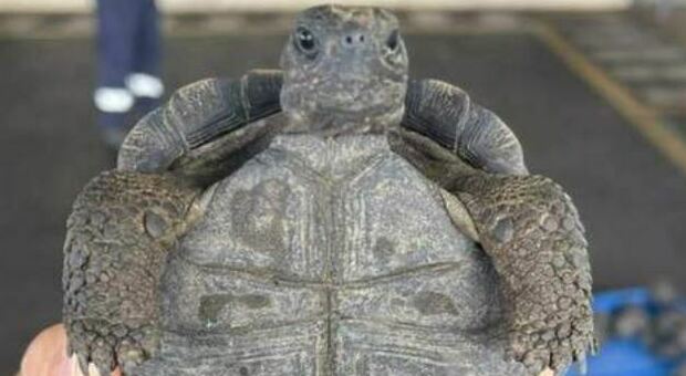 Cesenatico, pescatore premiato come Angelo delle tartarughe oltre 200 gli esemplari salvati