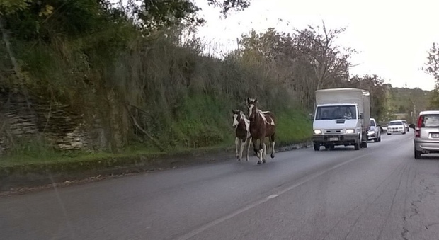 Cilento, cavalli vaganti sulle strade: pericolo per gli automobilisti