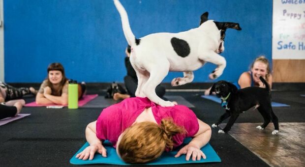 Puppy Yoga, polemiche per la pratica che coinvolge cuccioli di cane durante le sedute: Lav denuncia maltrattamenti