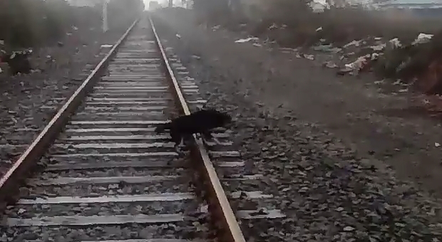 Il cane legato ai binari salvato dal macchinista del treno, Andres Fabricio Argandona Tapia che lo ha pubblicato su FB)