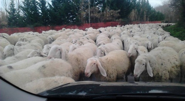 Ascoli, sparite 130 pecore dal gregge del datore di lavoro: pastore condannato