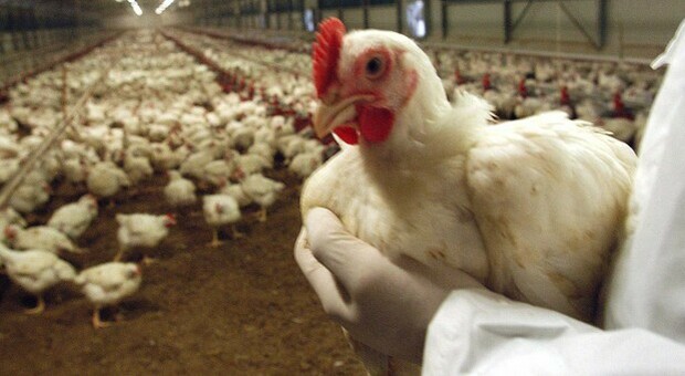 Aviaria nel nord Europa: migliaia di polli abbattuti in Francia, Germania e Inghilterra
