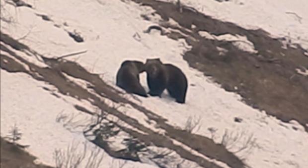 Mamma orsa e il suo cucciolo giocano sulla neve del Parco dell'Adamello