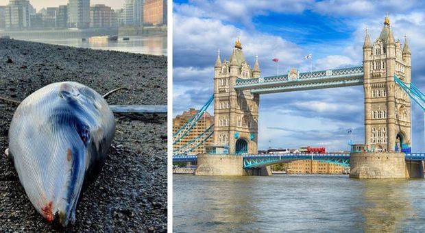 Londra, balena morta sul Tamigi: è il secondo cetaceo spiaggiato nella capitale britannica in due mesi