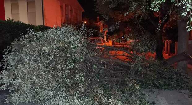 Un grosso ramo crolla in strada vicino alla scuola Padalino