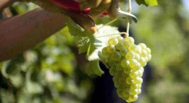 Prosecco vino “sottopagato”: nelle vigne braccianti sfruttati