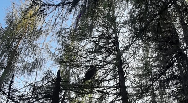 19enne vola col parapendio ma rimane sospesa a 15 metri incastrata tra gli alberi: recupero in extremis