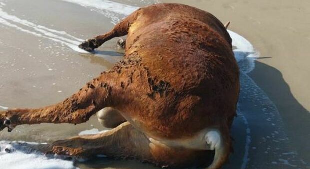 Una carcassa di un bufalo ritrovata in spiaggia: mistero a Castellaneta