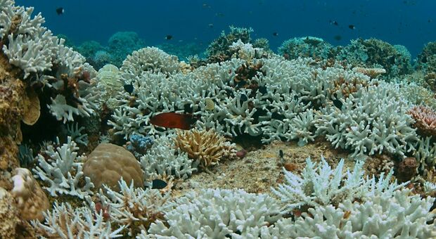 La barriera corallina sbiancata dal riscaldamento degli oceani