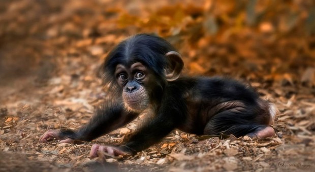 Traffico di baby scimpanzè: uccidono 10 adulti per catturare i cuccioli