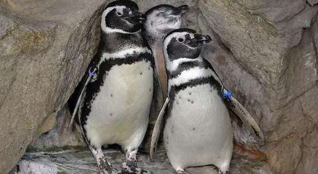 Al centro uno dei quattro pinguini nati a Genova