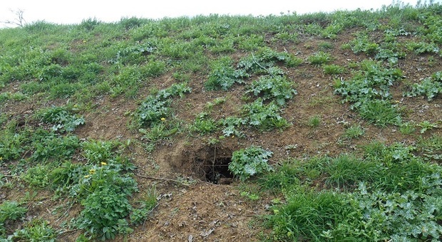 Una delle gallerie scavate dai tassi negli argini dello scolo Liona