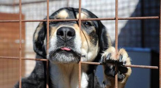 Venticinque i cani mantenuti nel canile: contributo di 250 euro a chi li adotta