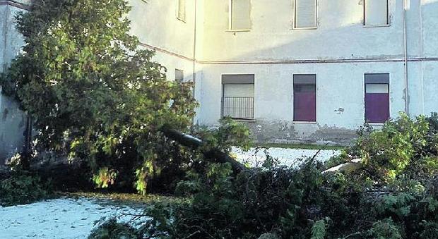 Alberi caduti: chiude il parco dell'ex ospedale psichiatrico a Granzette