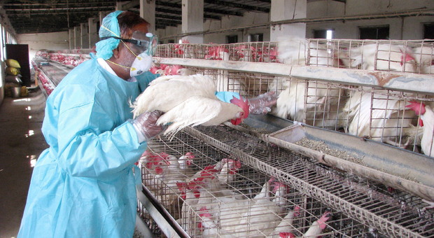 Influenza aviaria in un allevamento di Volpago del Montello