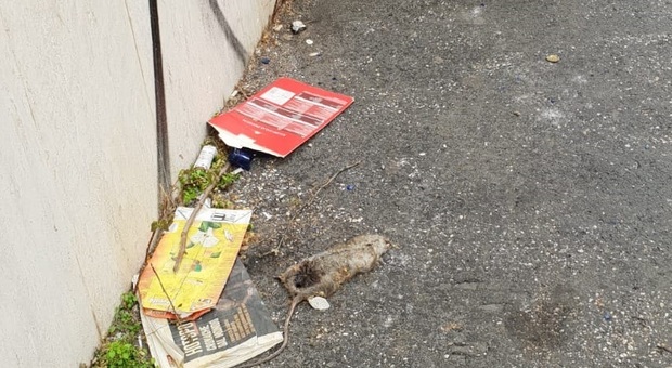 Roma, topo morto in strada da 6 giorni: Codacons denuncia Ama per rischio epidemie