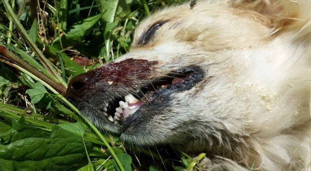 Polpette avvelenate, mattanza a Ricadi: «Venti cani uccisi in sei mesi». Ed è paura anche per i bambini