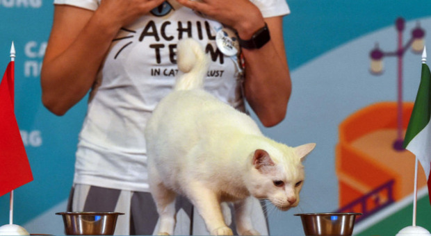 Italia-Turchia, il gatto Achille aveva predetto la vittoria: chi è il felino (oracolo) che indovina sempre