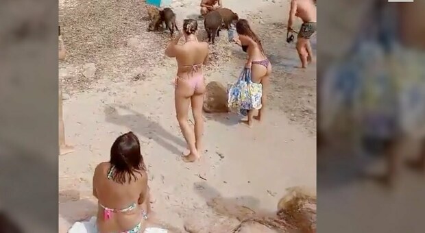 Spiaggia con sorpresa: tra asciugamani e bagnanti arriva la famiglia di cinghiali, ecco dove VIDEO