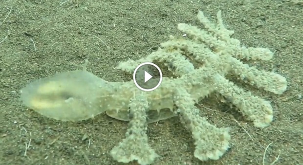 Misteriosa creatura filmata sul fondo marino: sapete dirci di cosa si tratta?