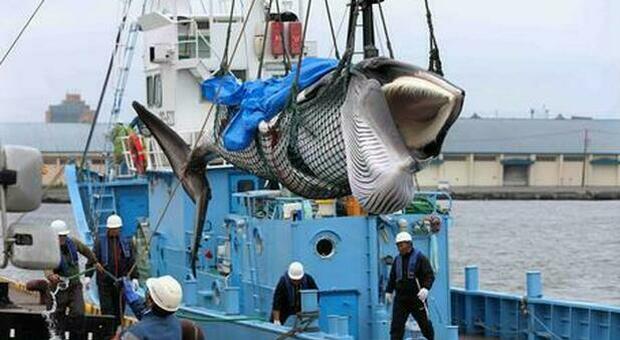 Il Giappone riapre la caccia alle balene: «Riforniremo di carni fresche tutti quelli che le stanno aspettando»