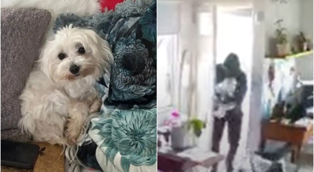 Ladro entra in casa e ruba “solo” il cane: è allarme tra i residenti a Casal Palocco, il video choc