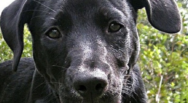Sperimentazione medica su 6 cani Labrador, poi saranno soppressi: rivolta social in Svezia