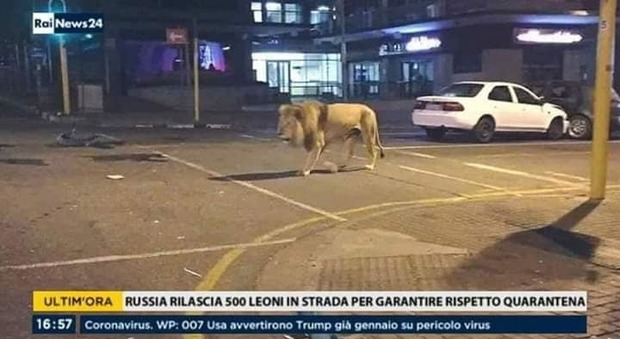 Coronavirus, leoni fuori per costringere i russi a restare a casa: la bufala e la foto ritoccata
