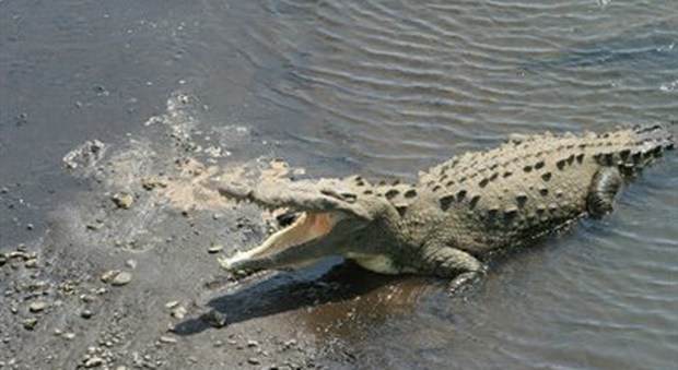 Orrore in Florida, alligatore azzanna bimbo di due anni e lo trascina nel lago del resort