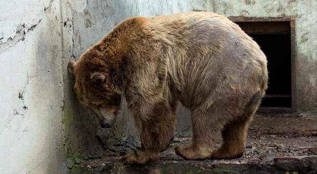 Orsi rinchiusi nella gabbia dello zoo bulgaro. Le tristi immagini riprese dalle associazioni: «Liberateli»