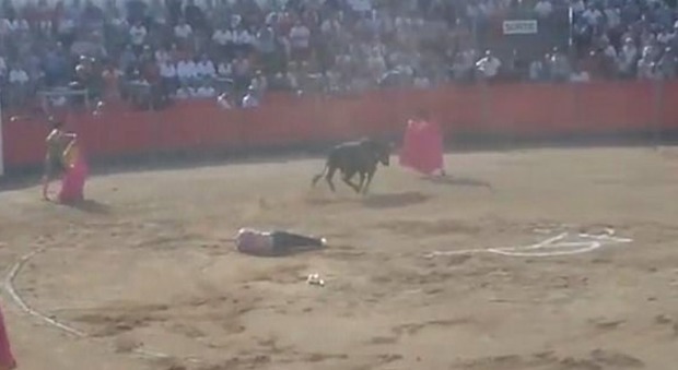 Francia, scende nell'arena per gridare «Stop alle corride»: animalista incornato dal toro