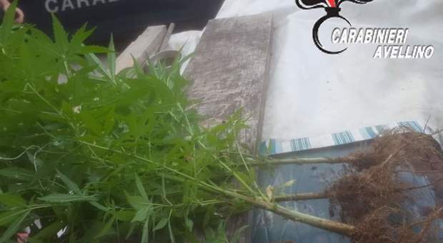 Operazione antidroga in Irpinia con denunce e sequestri: un 14enne sorpreso a coltivare canapa sul balcone di casa
